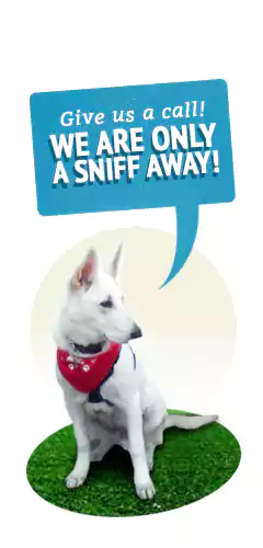 Dog on patch of grass with speech bubble saying "Give us a call! We are only a sniff away!"
