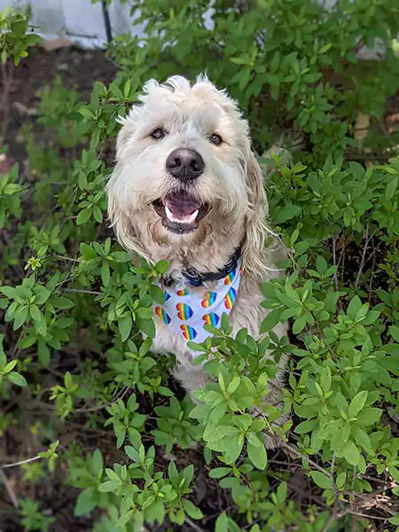 Beau - A happy Scoop le Poop canine customer peeking out from the bushes in his clean yard.