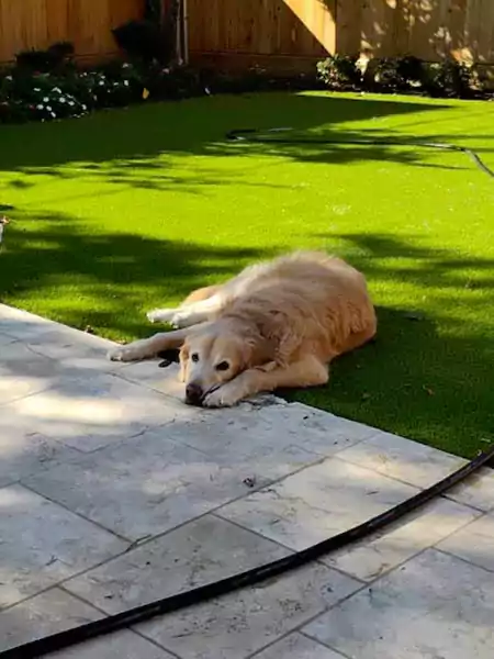 Carmen - a happy Scoop le Poop canine customer laying on her clean lawn