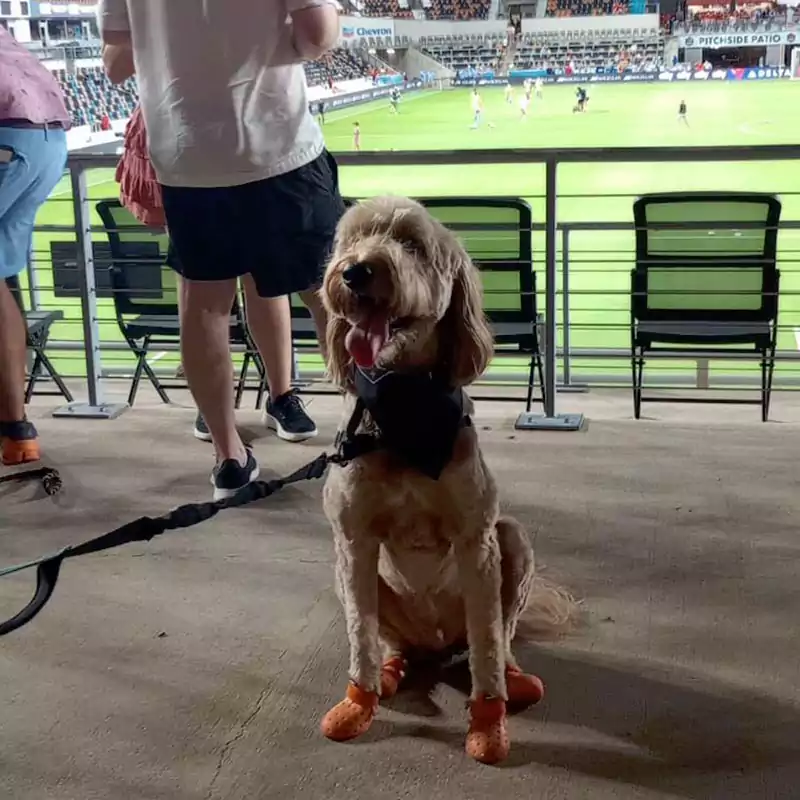 A dog sitting in the stands at the annual Houston Dash Pups on the Pitch event.