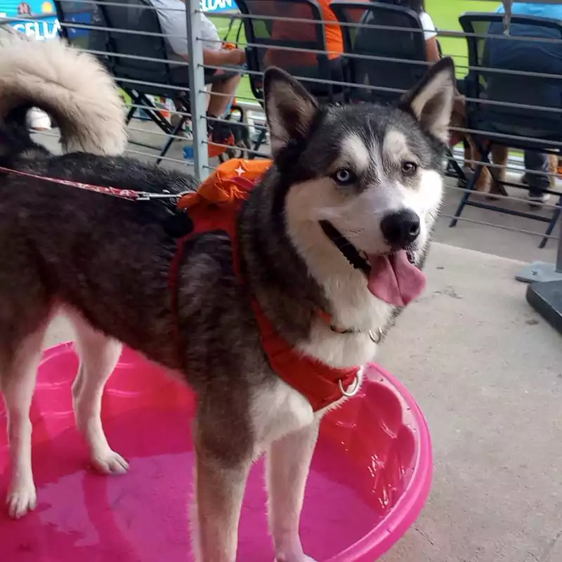A husky pup in a pink cooling pool at the annual Houston Dash Pups on the Pitch event.