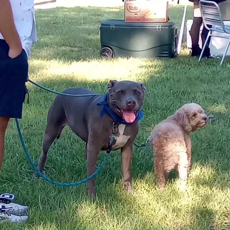 Two dogs taking a break in the shade at the annual Houston Humane Society Fun Run.
