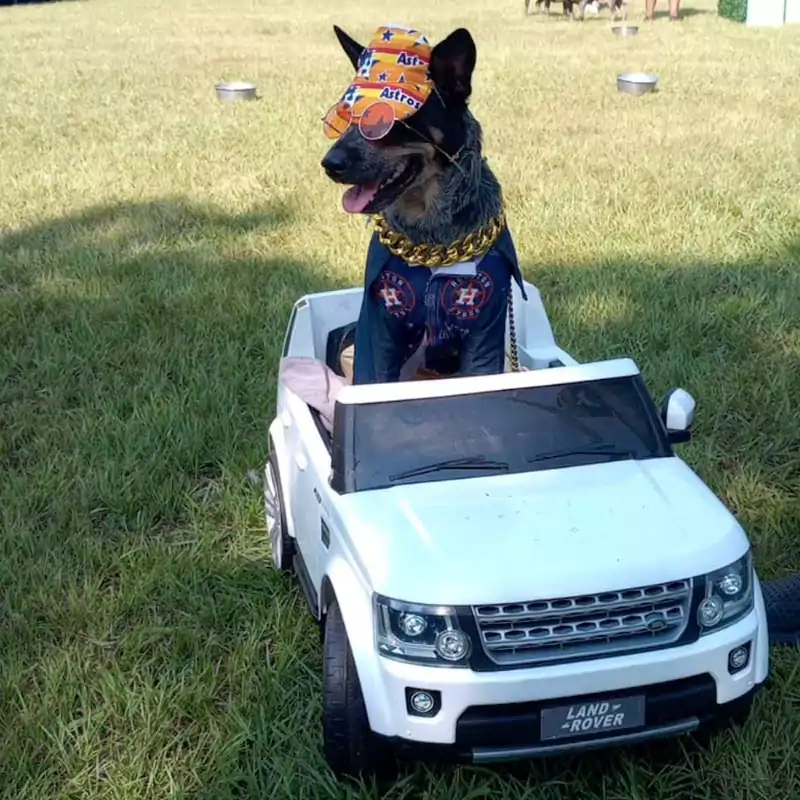 A large dog dressed in Astros gear and sitting in a miniature Land Rover vehicle to support the team at the annual Astros Dog Day event.
