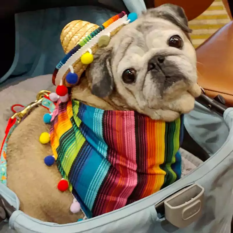 A cute pug dressed in a rainbow sombrero and pancho for the annual PugHearts Rescue Gala. This year's gala had a Dia de los Muertos theme.