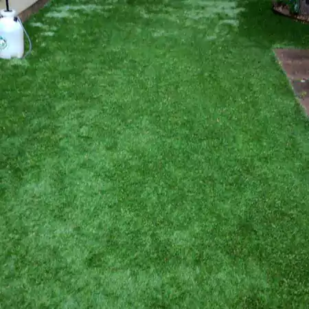 Yard after initial cleaning by Scoop le Poop showing a beautiful patch of clean, green grass.