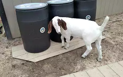 Scoop le Poop barrels for manure waste removal with one of our happy little goat customers standing in front of the barrels.